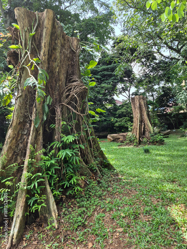 A lone, gnarled tree stump stands as a quiet monument in a sun-dappled, verdant park.