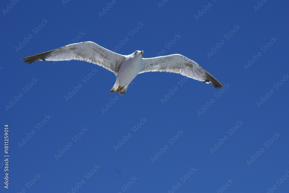 Fototapeta premium Seagull Flying in Clear Blue Sky – Bird in Flight