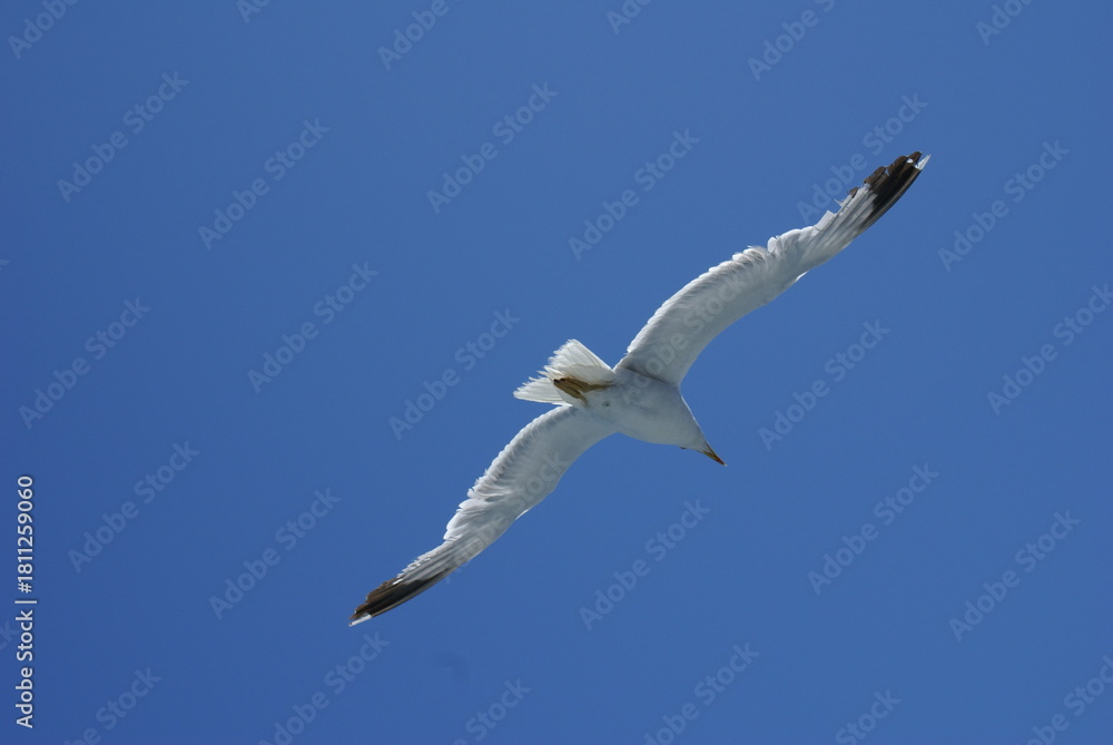Obraz premium Seagull Flying in Clear Blue Sky – Bird in Flight