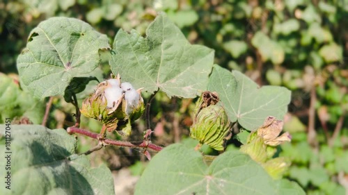 Close-up of a cotton plant with green leaves and cotton bolls a natural fiber source for textile production growing in a
