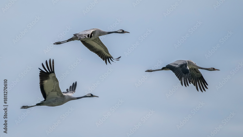 Obraz premium Flight of gray cranes migrating south to spend the winter