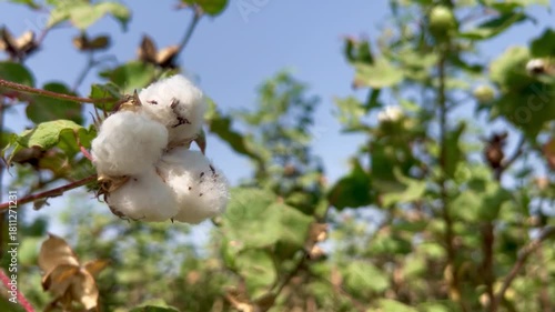 Close-up of cotton plant bolls growing in a field ready for harvest