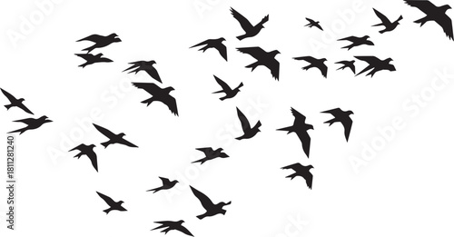 birds in flight