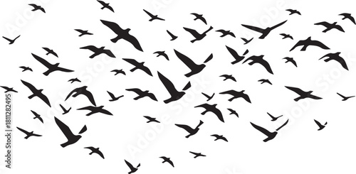 A dynamic, black silhouette of numerous birds soaring and flying in a scattered, organic formation against a stark white backdrop.