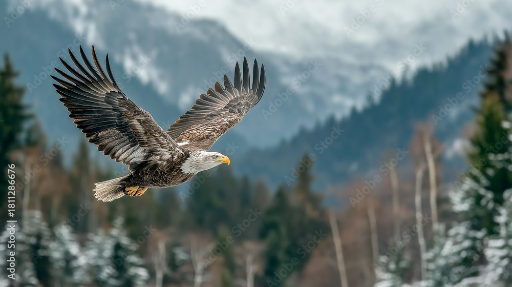Fototapeta premium american eagle in flight