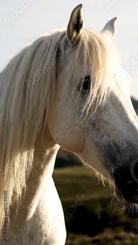 Wallpaper Mural Majestic white horse with a long flowing mane in a field. Torontodigital.ca