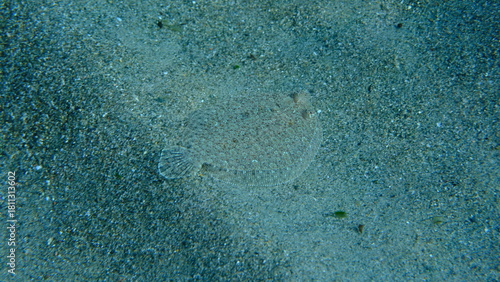 Wide-eyed flounder (Bothus podas) undersea, Ligurian Sea, Italy, Imperia