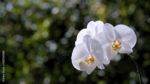 Branch of a white orchid on a green natural background