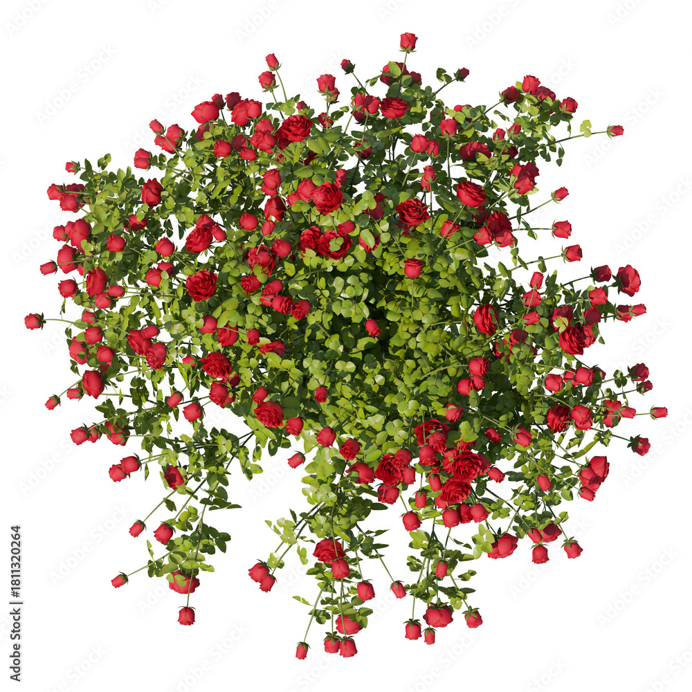 Fototapeta premium Red rose bush top view isolated transparent background 3d rendering PNG 16 bit