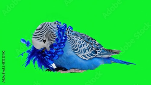 Colorful Blue Budgerigar with Decorative Feathers Against a Bright Green Background