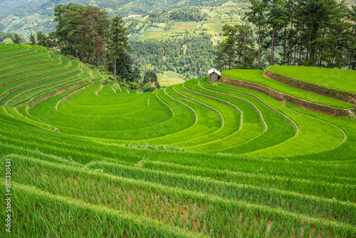 Rice fields on terraces of Mu Cang Chai, Vietnam.