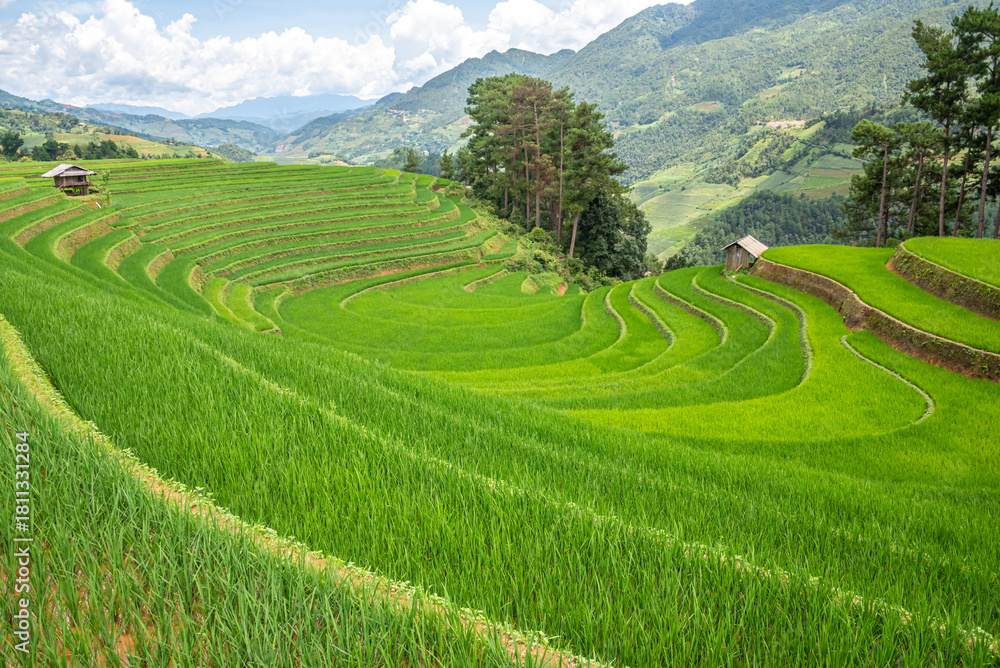 Fototapeta premium Rice fields on terraces of Mu Cang Chai, Vietnam.