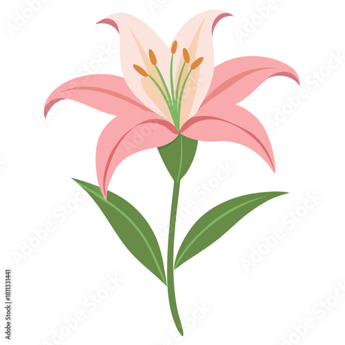  Pink lily flower. Vector Illustration isolated on white background