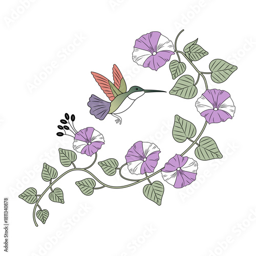 A vintage style illustration showing morning glory