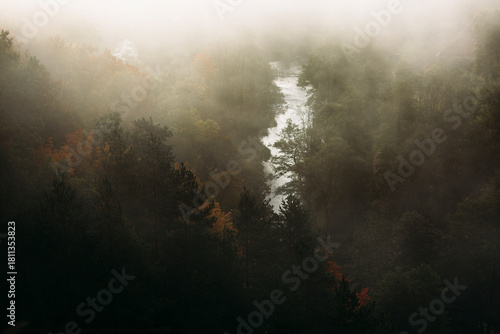 misty morning in the forest