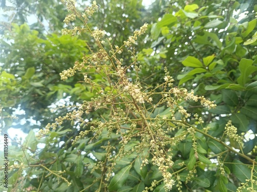 Delicate Beauty of Longan Flowers in Bloom, Showing Promise of Sweet Fruits Amidst Lush Green Foliage, A Captivating Tropical Still-Life