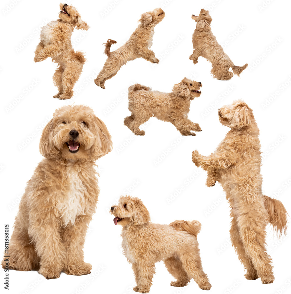 Obraz premium Collage of playful fluffy dog posing and jumping in multiple positions on transparent background. Concept of pet care visuals, animal behavior materials, and cheerful domestic dog imagery.