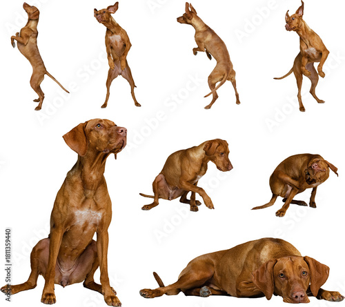 Konstfotografi Energetic short-haired dog moving, sitting, and reacting in various poses on transparent background