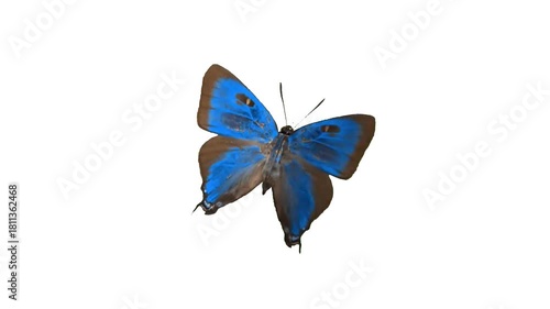 blue butterfly isolated on white