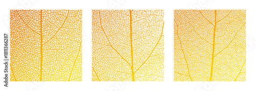 Leaf vein cell skeleton texture abstract background set with close up plant leaf cells structure pattern vector illustration. Macro orange leaf vein skeleton organic lattice natural foliage texture.