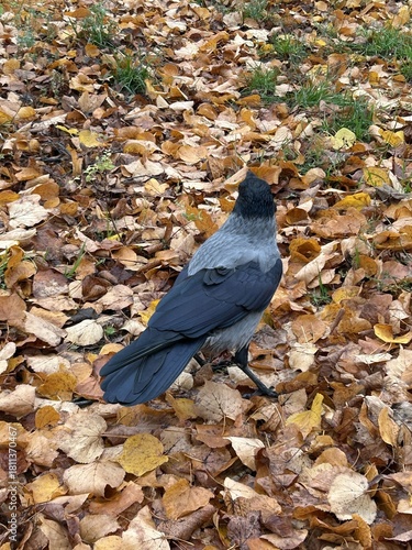 Berlin Germany October 2025 Close view of hooded crow standing on golden autumn leaves