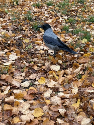 Berlin Germany October 2025 Close view of hooded crow standing on golden autumn leaves