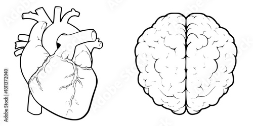 Heart Mind: Two Sides Emotional Intelligence | Clean, isolated vector art for creative projects.
