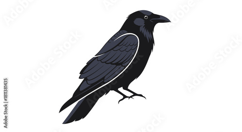 vector illustration of a crow
