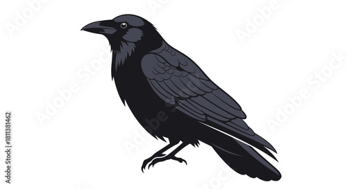 vector illustration of a crow