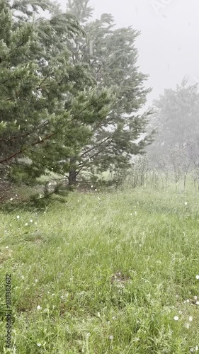 Hail, storm, hurricane in summer