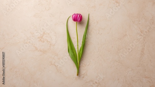Single Pink Tulip with Green Leaves, Minimalist on Textured Beige Background, Top View, Copy Space