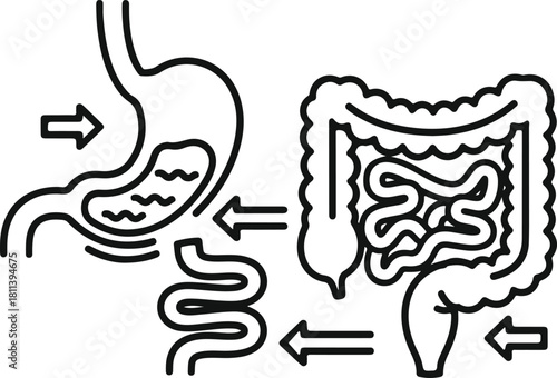 Human digestive system outline showing stomach and intestines with arrows