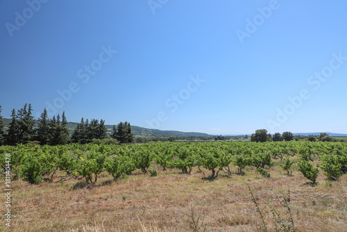 Wallpaper Mural Mediterranes Feld Torontodigital.ca