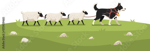 Dog Herding Sheep Vector Illustration of a Border Collie and Flock on Green Hill