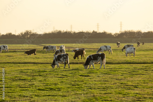 Wallpaper Mural Pasture Cattle Grazing at Sunset in Open Field; Peaceful Rural Farm Scene Torontodigital.ca
