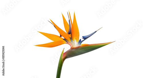 Fotografía Isolated Bird of Paradise flower exotic tropical plant for design element illust