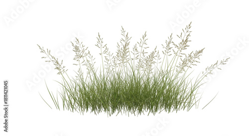 Valokuva Isolated cluster of green grass and seed heads in summer, no background, cut out