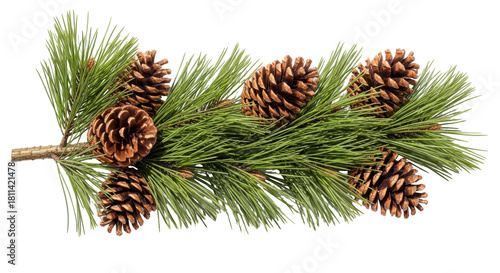 Isolated holiday evergreen sprig with pine cones for winter season or Christmas decor
