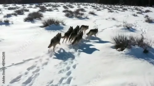 Wolves on the Hunt - A Packs Journey Through the Snowy Wilderness.