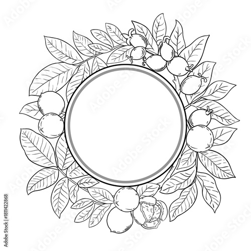 Walnut Branch with Nuts and Leaves Outline Round Frame. Organic natural nutritional healthy food ingredient, vegetarian diet product. Vector isolated for design or decoration.