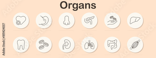 Organs set icon. Heart, stomach, nose, pancreas, hand with cells, liver, tooth, blood cells, kidney, lungs, intestine, muscle fiber drawn using anatomical linear illustration style.