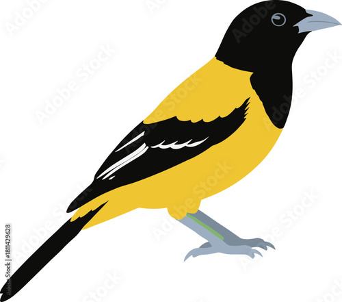 Clean Minimalist Style Baltimore Oriole Isolated on White Background Illustration
