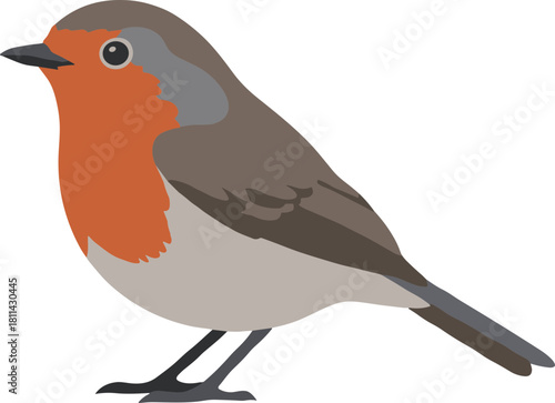 Flat Illustration of a European Robin Bird Isolated on White Background