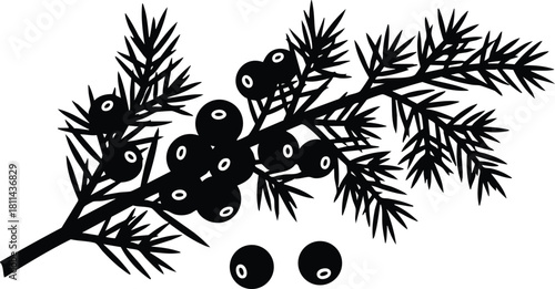 Juniper branch with clusters of berries black silhouette isolated on white background natural botanical illustration
