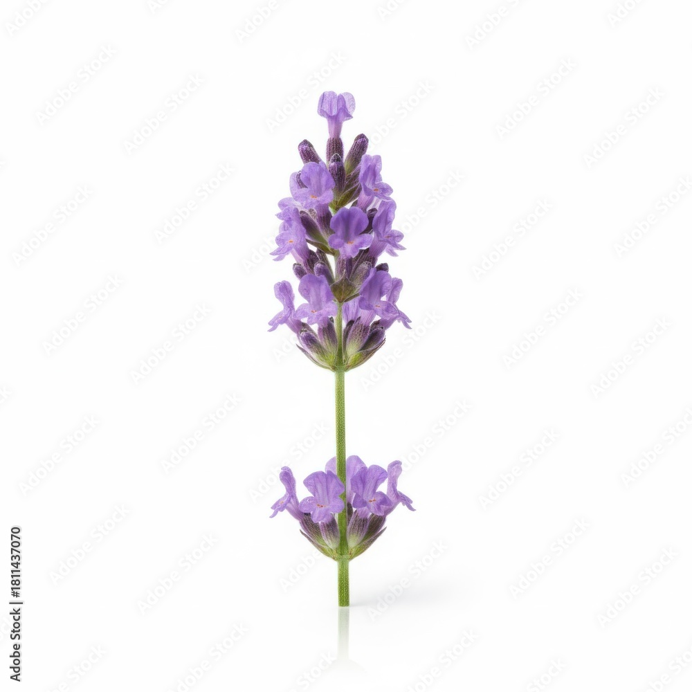 Naklejka premium Close-up of lilac and blue flowers with green leaves isolated on a white background, embodying the vibrant bloom of spring