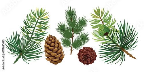 Pinecones fir spruce branches evergreen forest nature christmas winter holiday tree