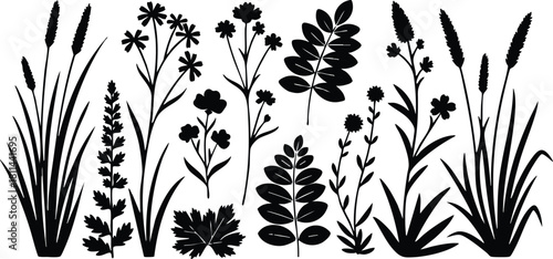 Silhouette of wildflowers and grasses in natural arrangement with delicate details and varied leaf shapes