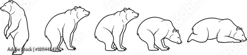 Bear movement sequence from standing to lying down, wildlife behavior illustration for educational, animation, biology, nature, and art reference use.