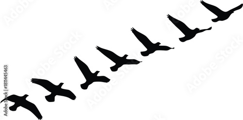 Flying birds silhouette in V formation against white background with black shapes in motion