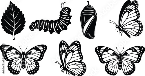 Butterfly life cycle illustration with leaf caterpillar chrysalis and adult butterfly stages in black silhouette style